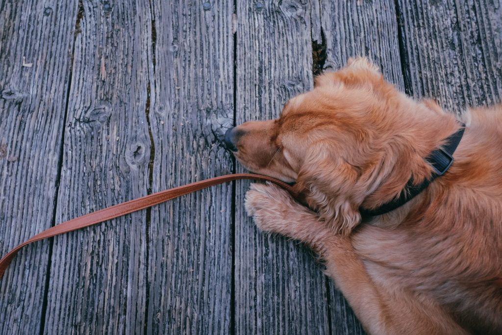 Dog Laying on Dock