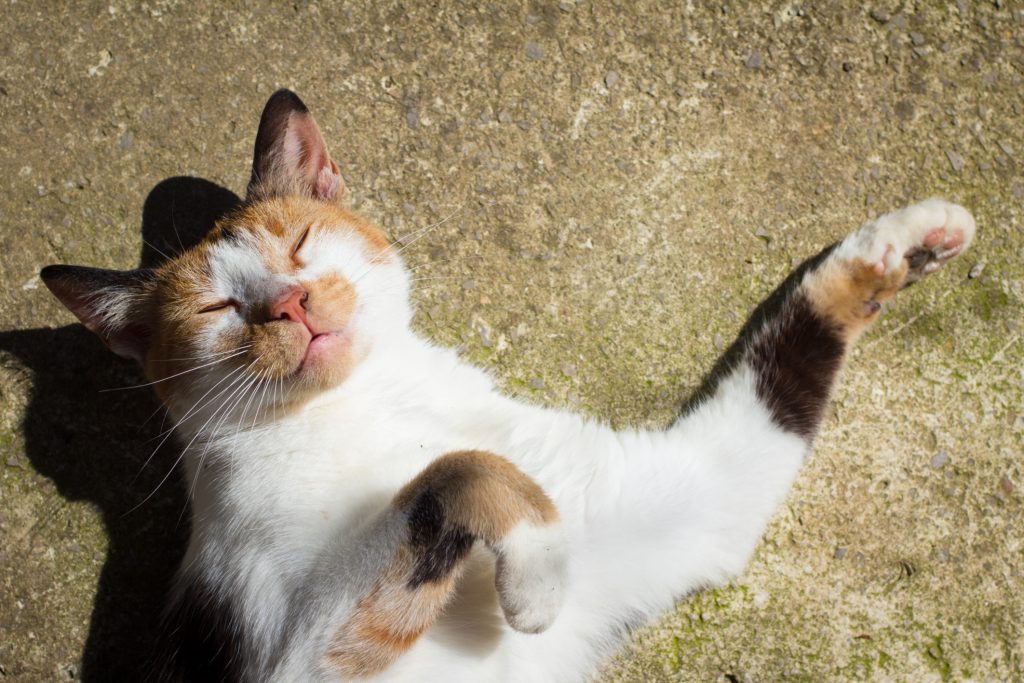 Cat streches in the sun